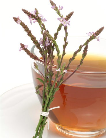 Verbena officinalis: medicinal properties and contraindications, photo