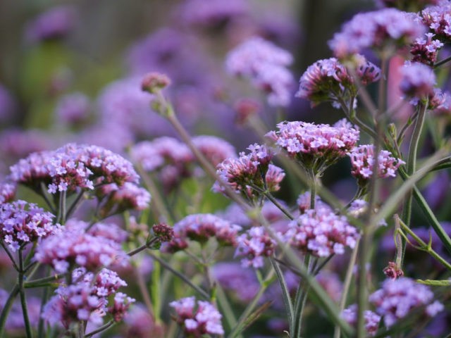 Verbena officinalis: medicinal properties and contraindications, photo