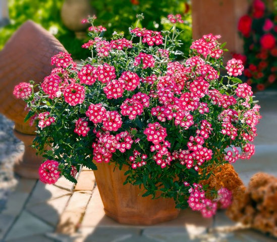 Verbena perennial: planting and care, photo of flowers in the garden and in the flower bed