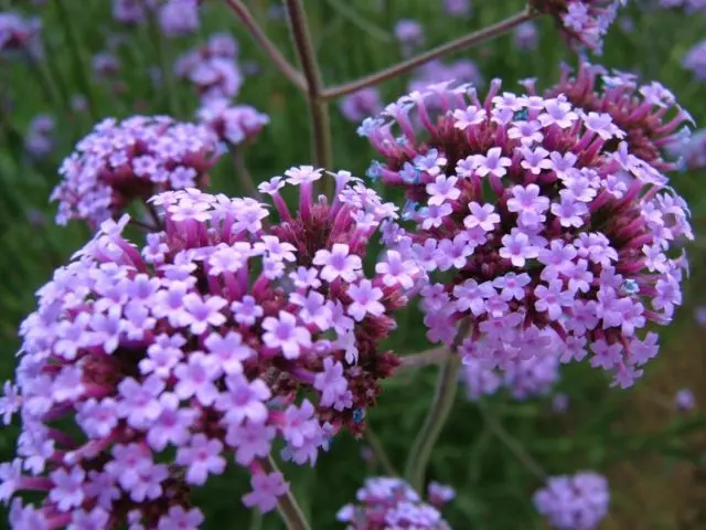 Verbena perennial: planting and care, photo of flowers in the garden and in the flower bed