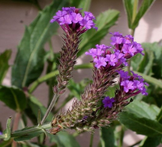 Verbena perennial: planting and care, photo of flowers in the garden and in the flower bed