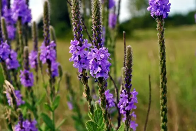 Verbena perennial: planting and care, photo of flowers in the garden and in the flower bed