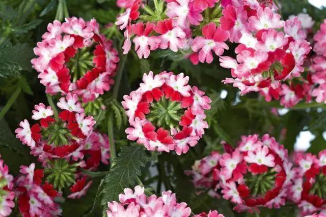 Verbena perennial: planting and care, photo of flowers in the garden and in the flower bed