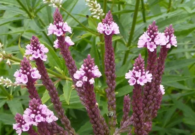 Verbena perennial: planting and care, photo of flowers in the garden and in the flower bed