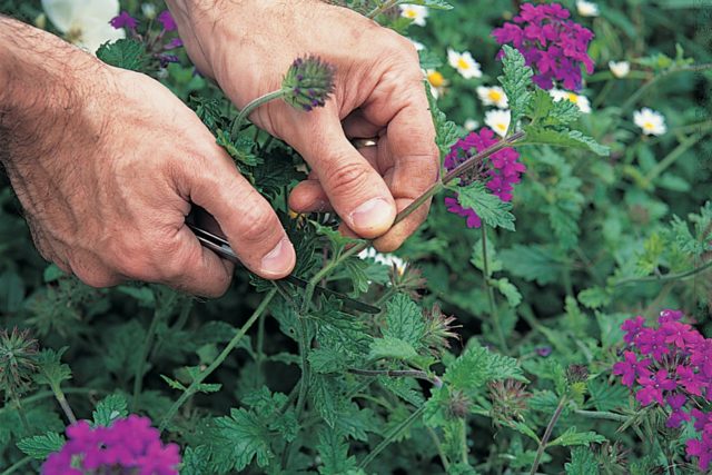 Verbena perennial: planting and care, photo of flowers in the garden and in the flower bed