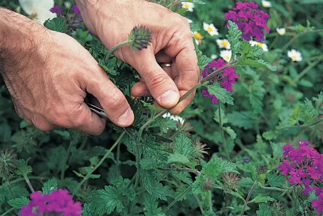 Verbena perennial: planting and care, photo of flowers in the garden and in the flower bed