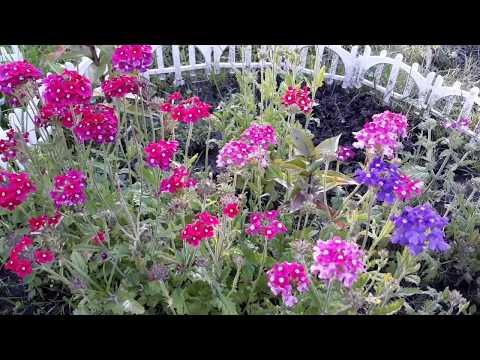 Verbena perennial: planting and care, photo of flowers in the garden and in the flower bed