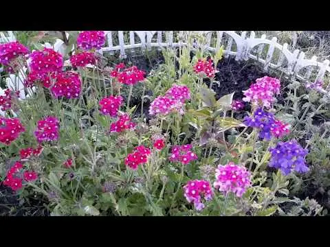 Verbena perennial: planting and care, photo of flowers in the garden and in the flower bed