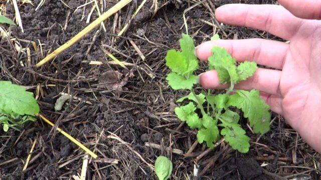 Verbena: planting seedlings, growing at home