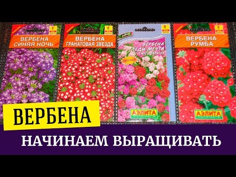 Verbena: planting seedlings, growing at home