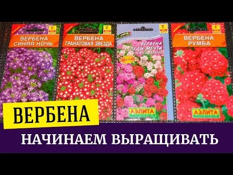 Verbena: planting seedlings, growing at home