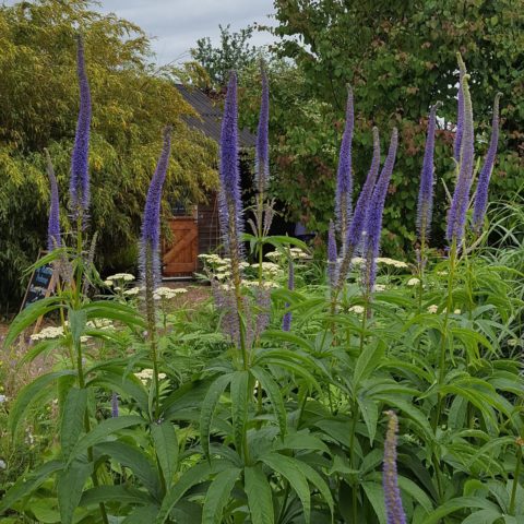 Veronicastrum: planting and care, photos in landscape design