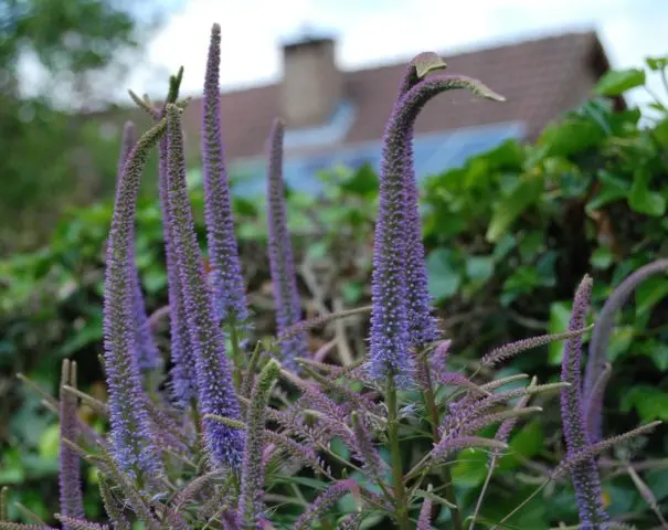 Veronicastrum: planting and care, photos in landscape design