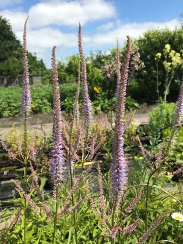 Veronicastrum: planting and care, photos in landscape design