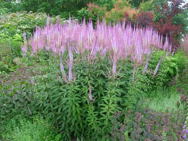 Veronicastrum: planting and care, photos in landscape design