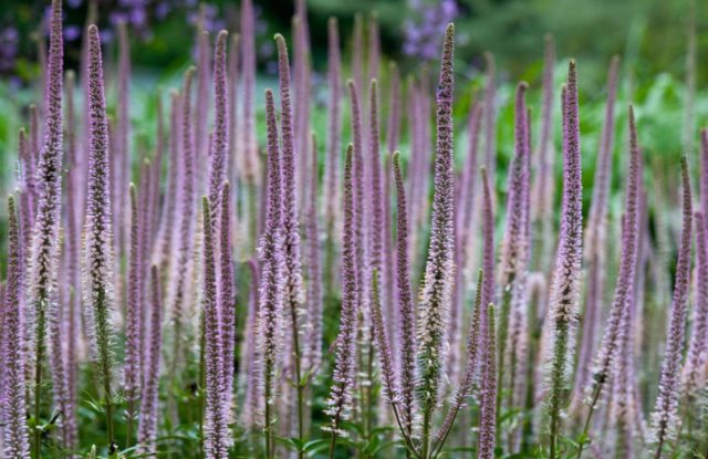 Veronicastrum: planting and care, photos in landscape design