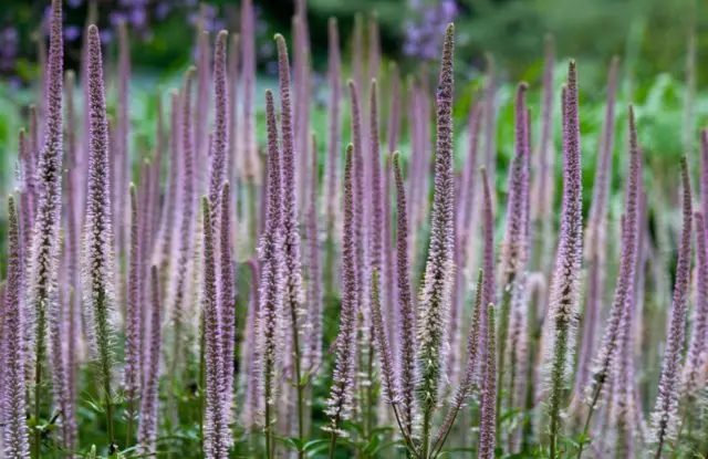 Veronicastrum: planting and care, photos in landscape design