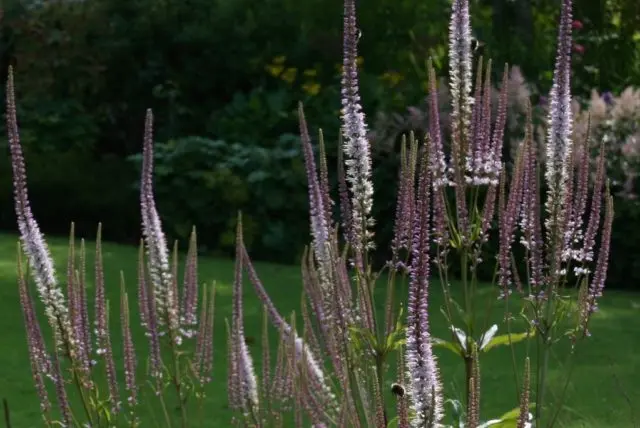 Veronicastrum: planting and care, photos in landscape design