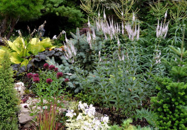 Veronicastrum: planting and care, photos in landscape design