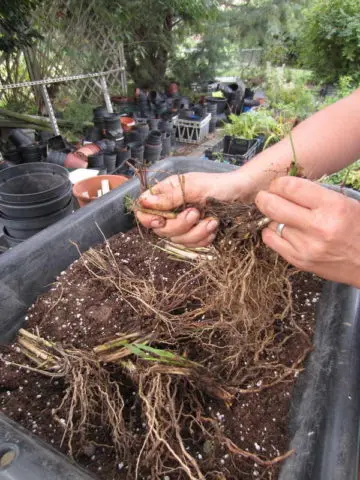 Veronicastrum: planting and care, photos in landscape design