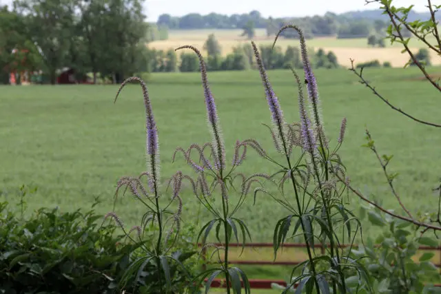 Veronicastrum: planting and care, photos in landscape design