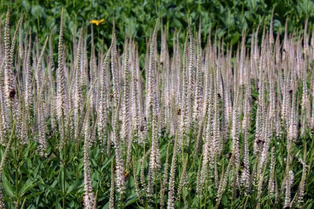 Veronicastrum: planting and care, photos in landscape design