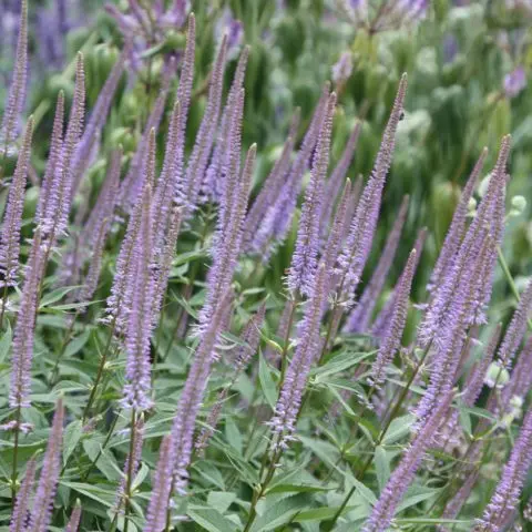 Veronicastrum: planting and care, photos in landscape design