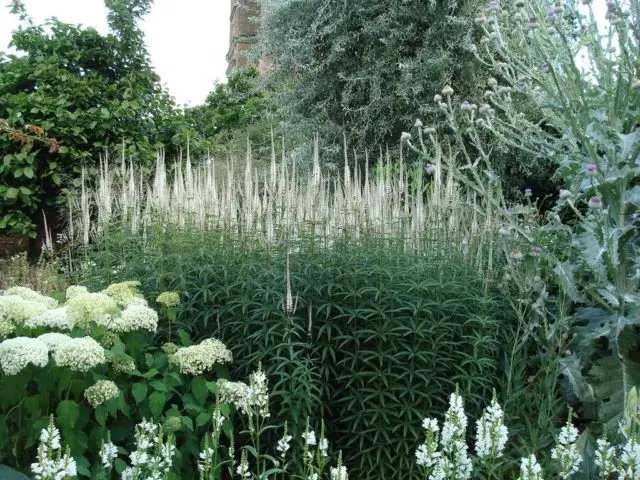 Veronicastrum: planting and care, photos in landscape design