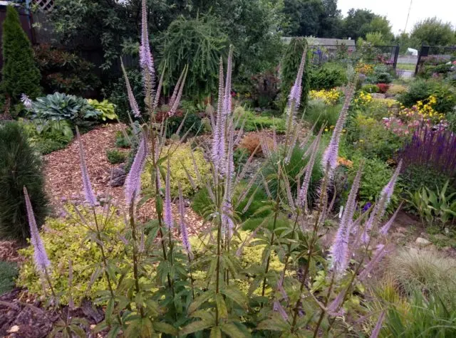 Veronicastrum: planting and care, photos in landscape design