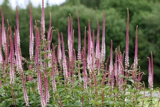 Veronicastrum: planting and care, photos in landscape design