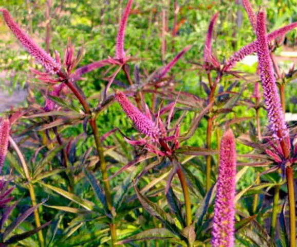 Veronicastrum: planting and care, photos in landscape design