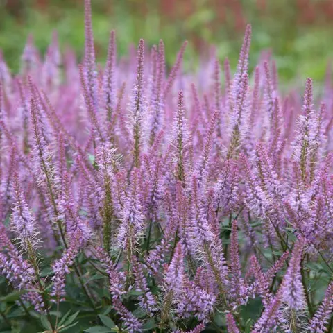 Veronicastrum: planting and care, photos in landscape design