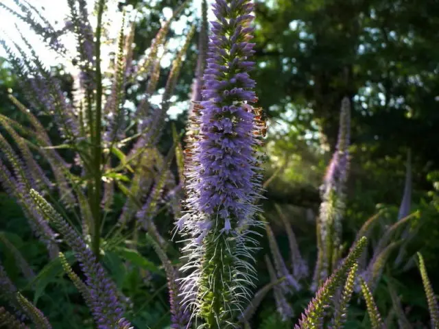 Veronicastrum: planting and care, photos in landscape design