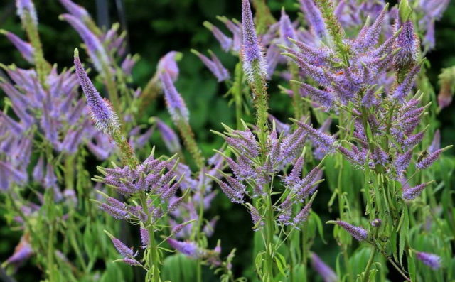 Veronicastrum: planting and care, photos in landscape design