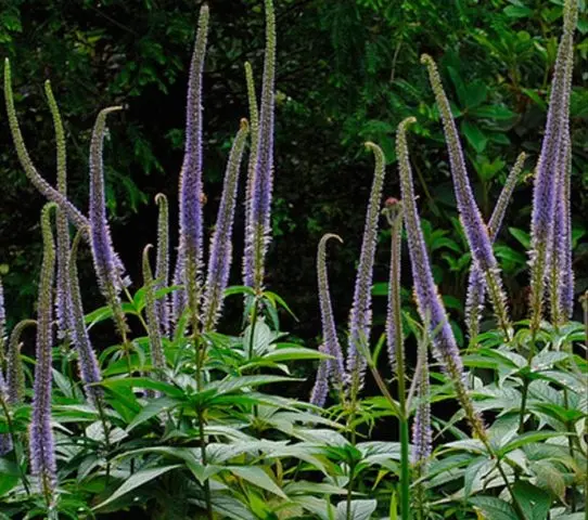 Veronicastrum: planting and care, photos in landscape design