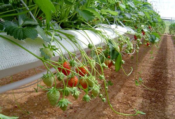 Vertical bed for strawberries from a pipe