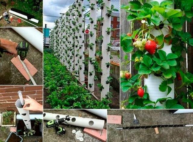 Vertical bed for strawberries from a pipe