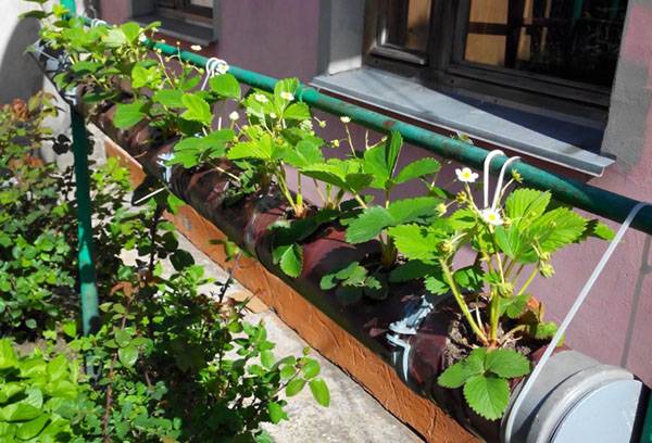 Vertical bed for strawberries from a pipe