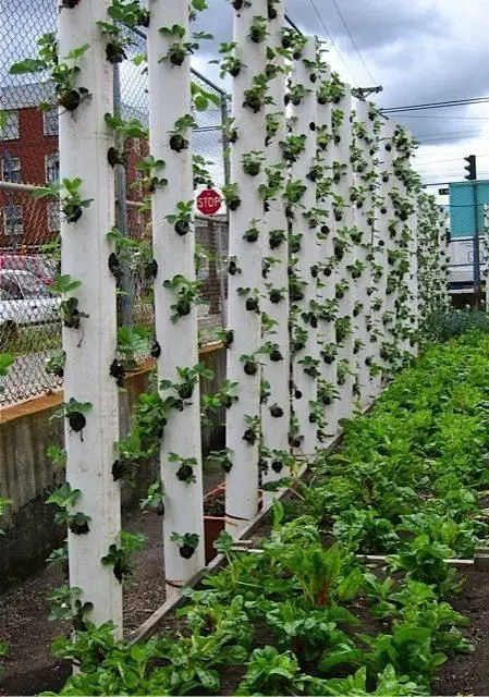 Vertical bed for strawberries from a pipe