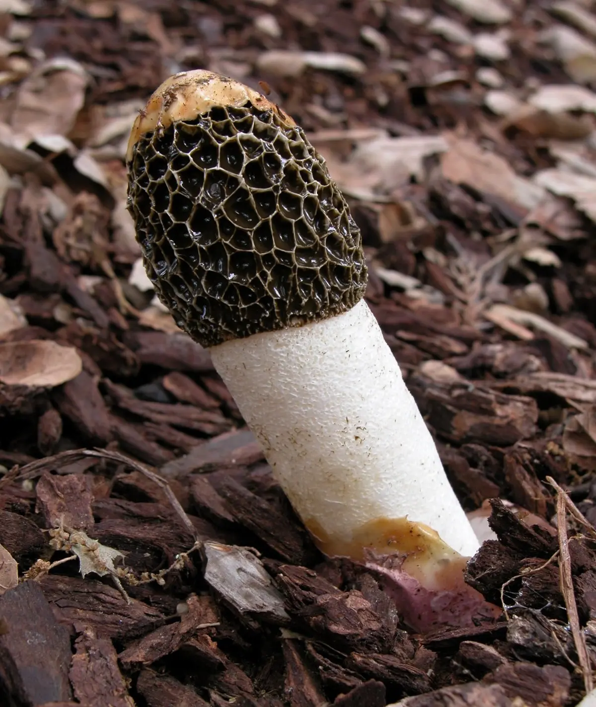 Veselka Hadriana (Phallus Hadriani) photo and description