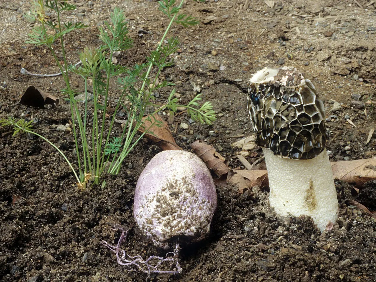 Veselka Hadriana (Phallus Hadriani) photo and description