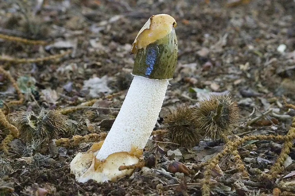 Veselka Hadriana (Phallus Hadriani) photo and description