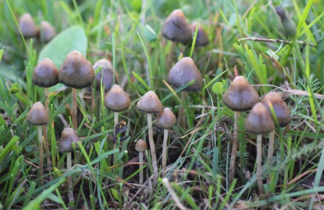 Veselushki mushrooms (Psilocybe semilanceolate): photo and description, reviews