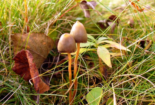 Veselushki mushrooms (Psilocybe semilanceolate): photo and description, reviews