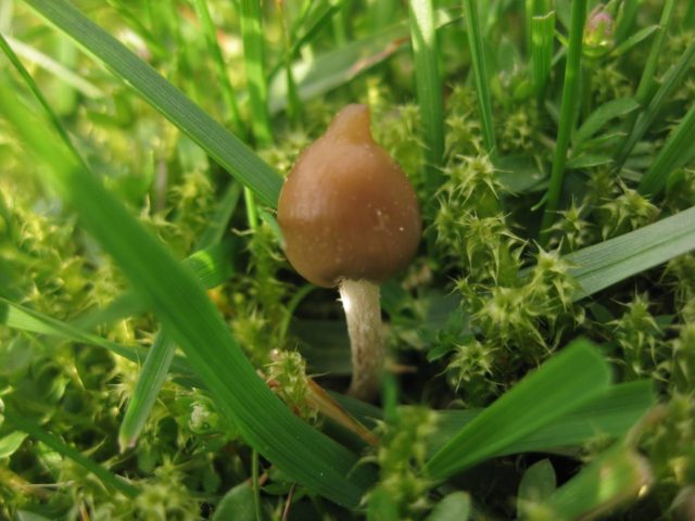 Veselushki mushrooms (Psilocybe semilanceolate): photo and description, reviews