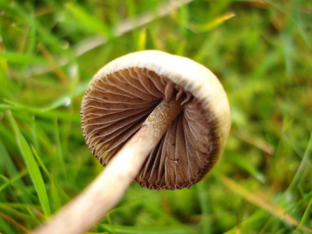 Veselushki mushrooms (Psilocybe semilanceolate): photo and description, reviews