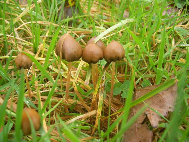 Veselushki mushrooms (Psilocybe semilanceolate): photo and description, reviews