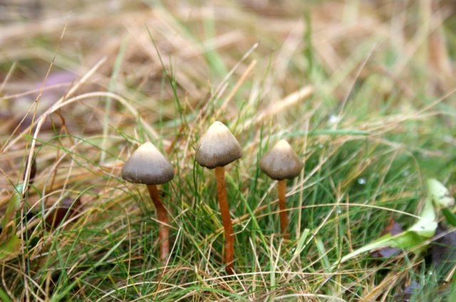 Veselushki mushrooms (Psilocybe semilanceolate): photo and description, reviews