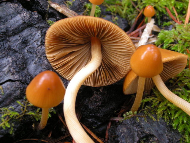 Veselushki mushrooms (Psilocybe semilanceolate): photo and description, reviews