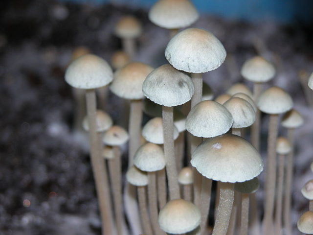 Veselushki mushrooms (Psilocybe semilanceolate): photo and description, reviews